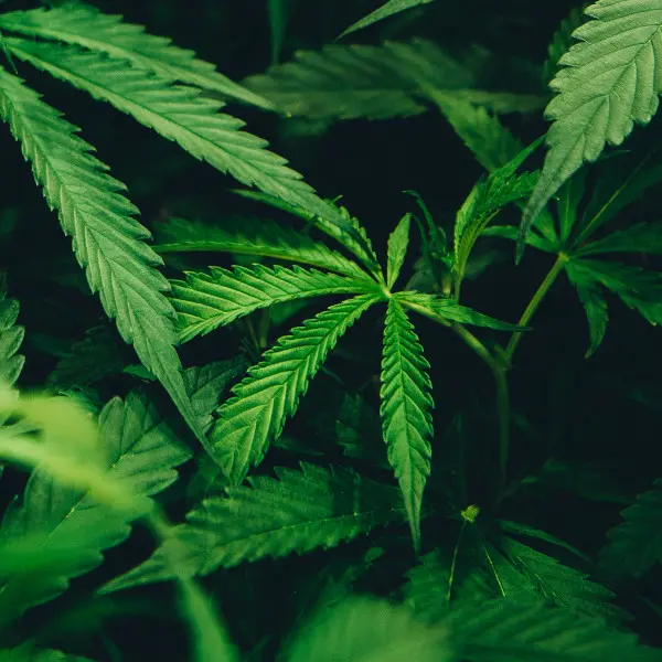 marijuana fi